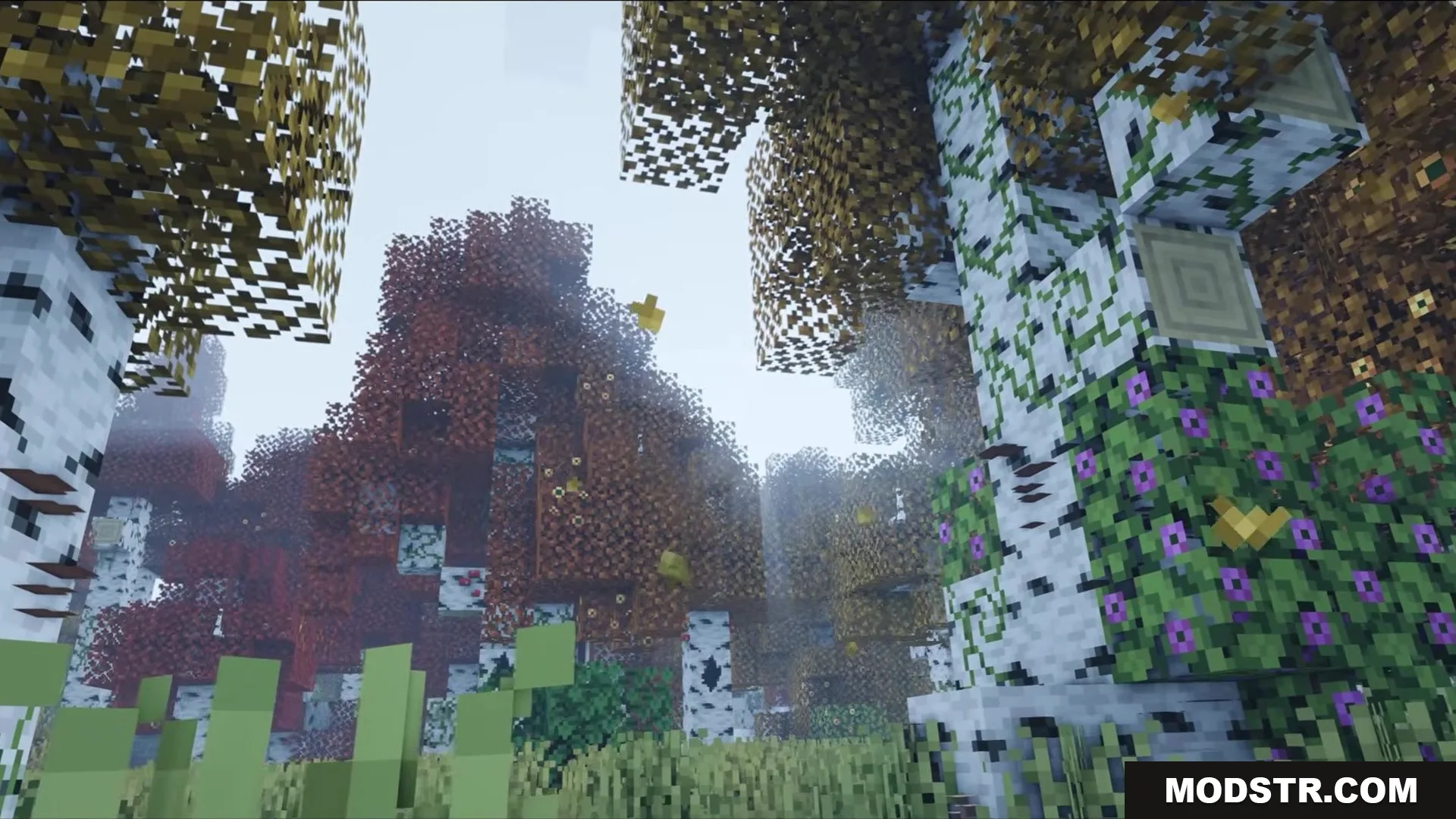 Auth Back Mod Screenshot 10 Vibrant autumn leaves and purple flowers on birch trees in a Minecraft biome