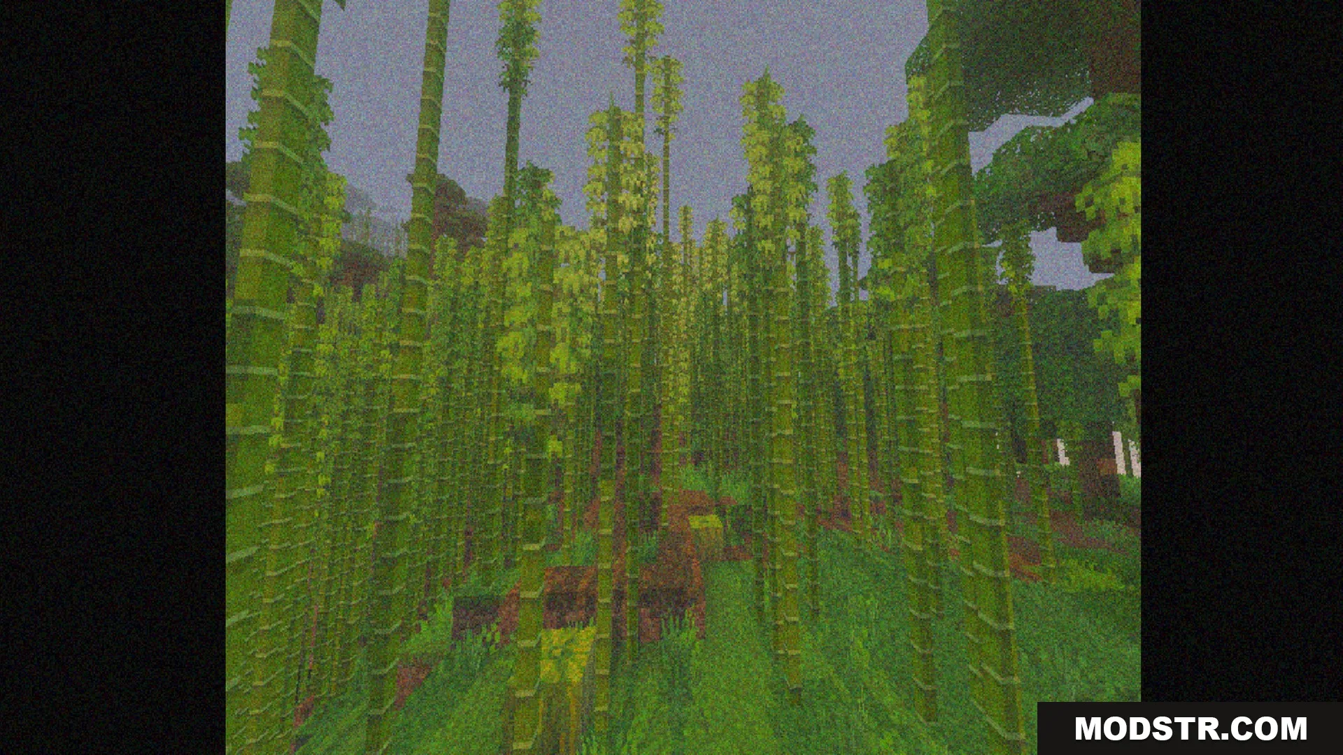 Bedrock VHS Shader Screenshot 9 A dense bamboo forest viewed through a grainy retro VHS camera filter