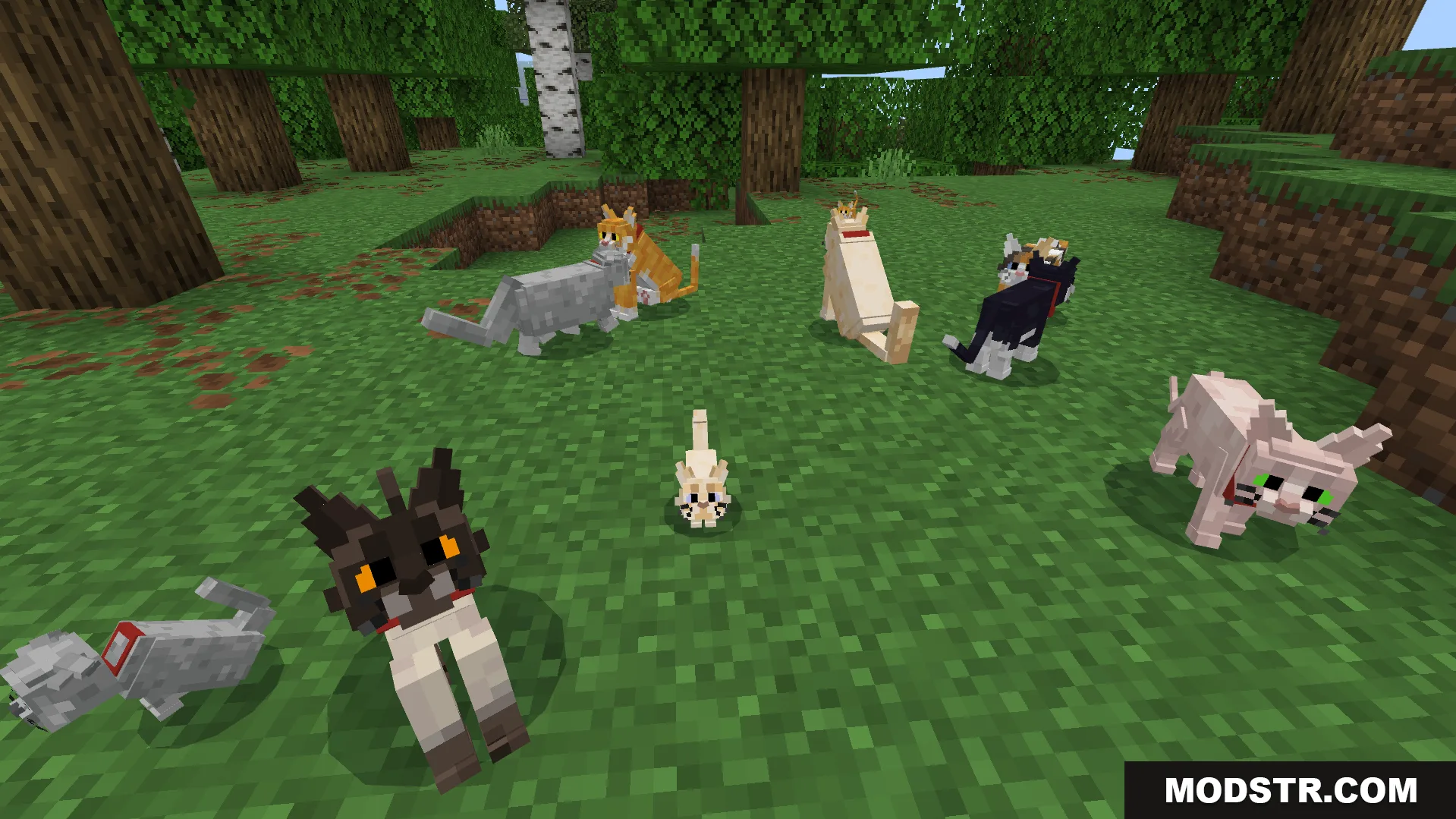 Better Cats Texture Pack Screenshot 6 New breeds with random eye colors and different tail lengths for pets