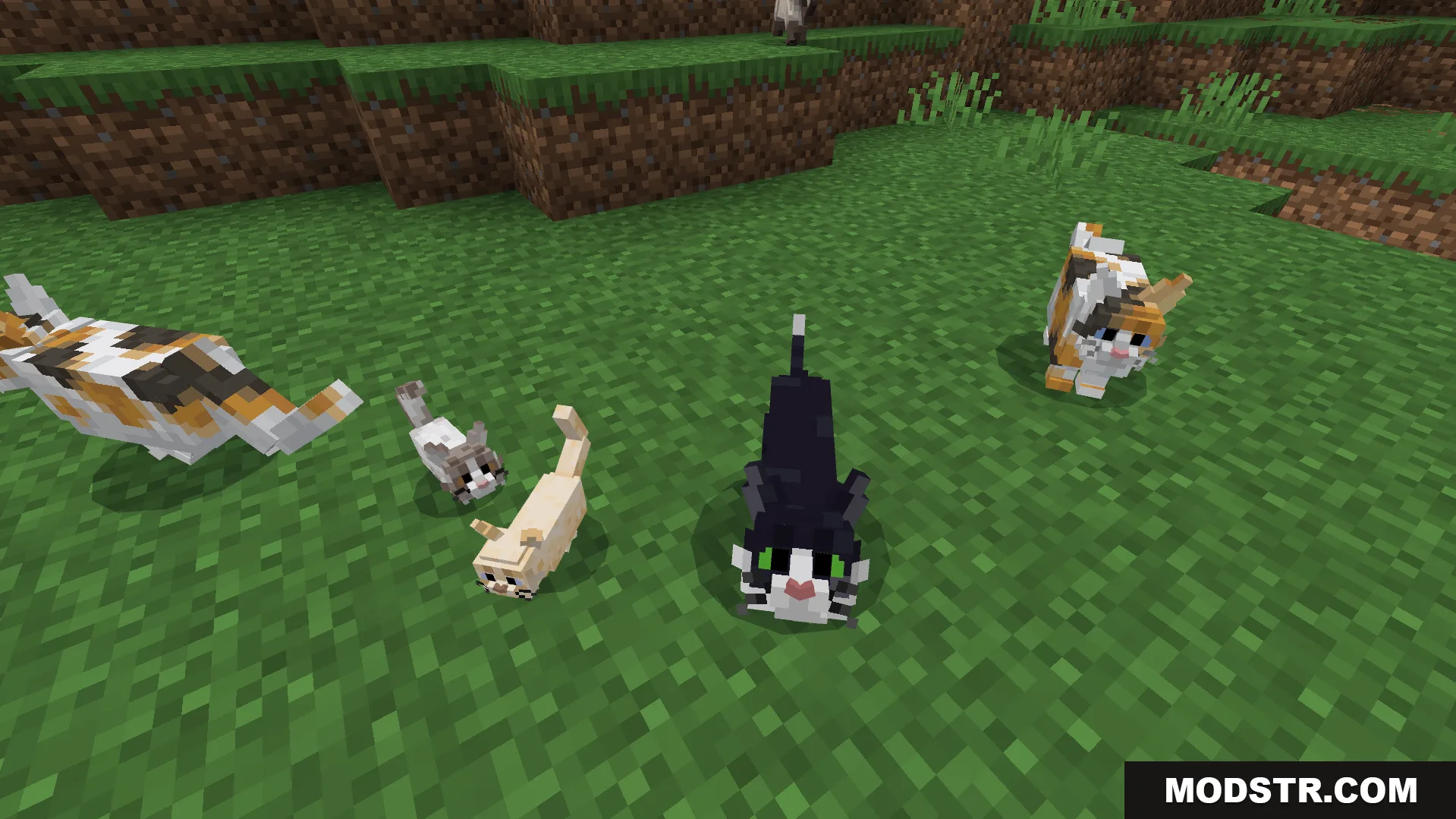 Better Cats Texture Pack Screenshot 3 Various cat breeds and kittens with unique textures standing on green grass