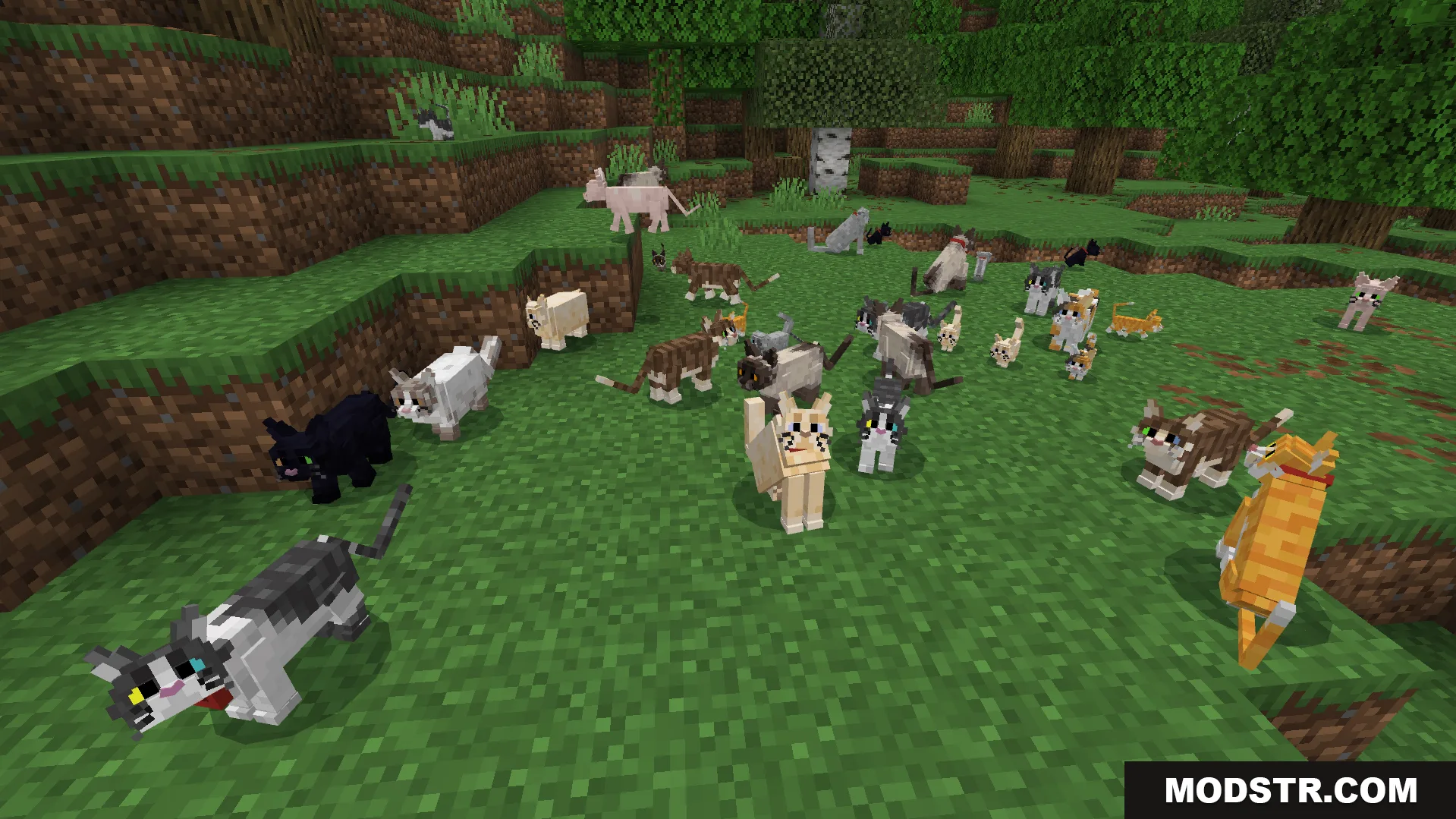 Better Cats Texture Pack Screenshot 7 Better Cats Texture Pack features many unique feline variations in a forest biome
