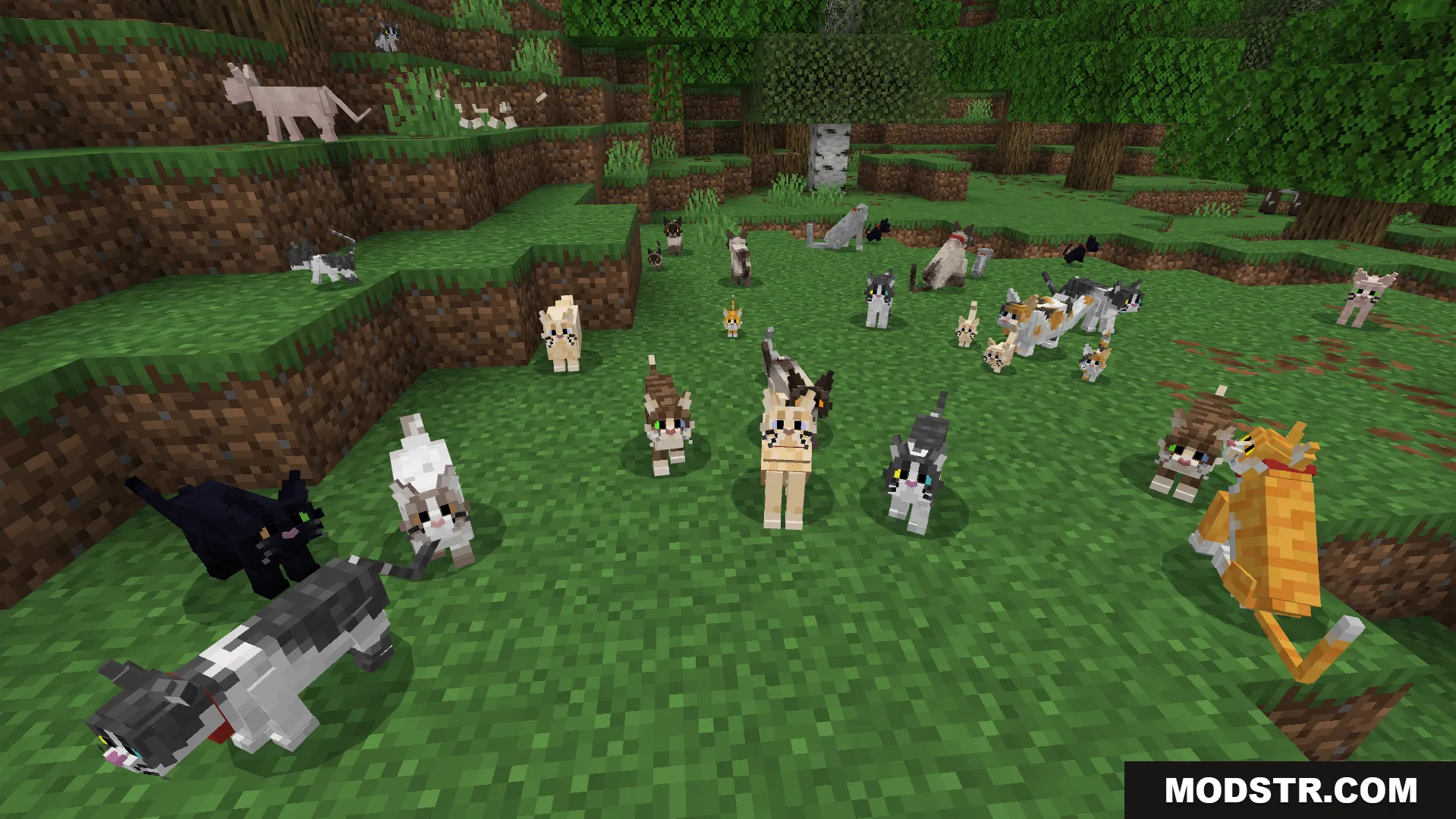 Better Cats Texture Pack Screenshot 8 New feline breeds including British Shorthair and Sphinx variants in a forest