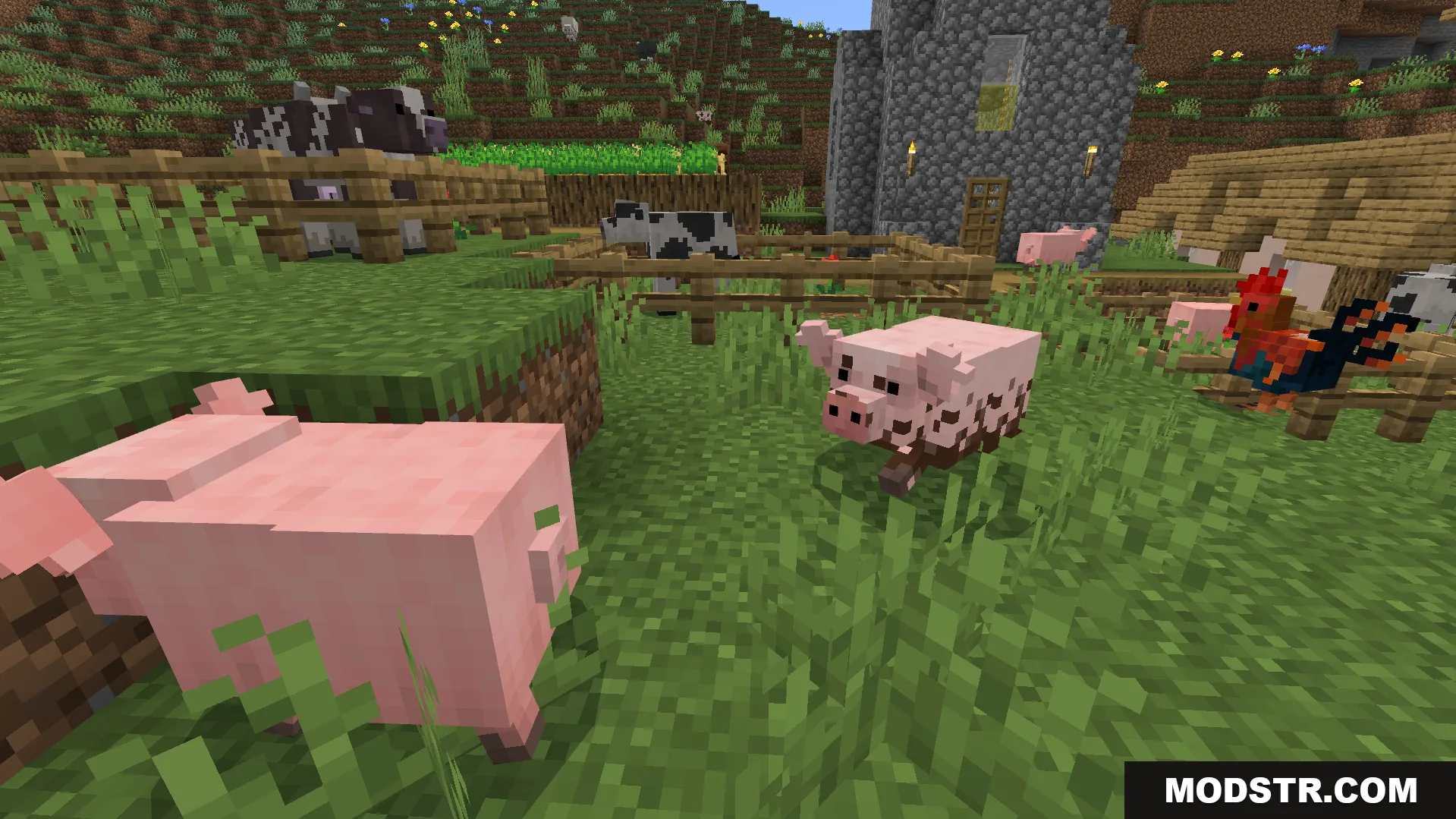 Better Farm Animals Texture Pack Screenshot 6 updated pig models with different texture varieties walking near a fenced cow area