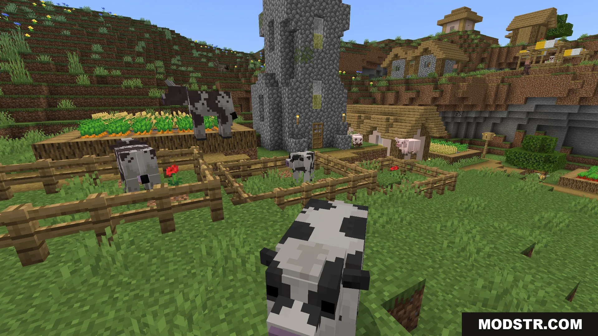 Better Farm Animals Texture Pack Screenshot 3 Custom cow models with realistic textures roaming around a fenced village farm area