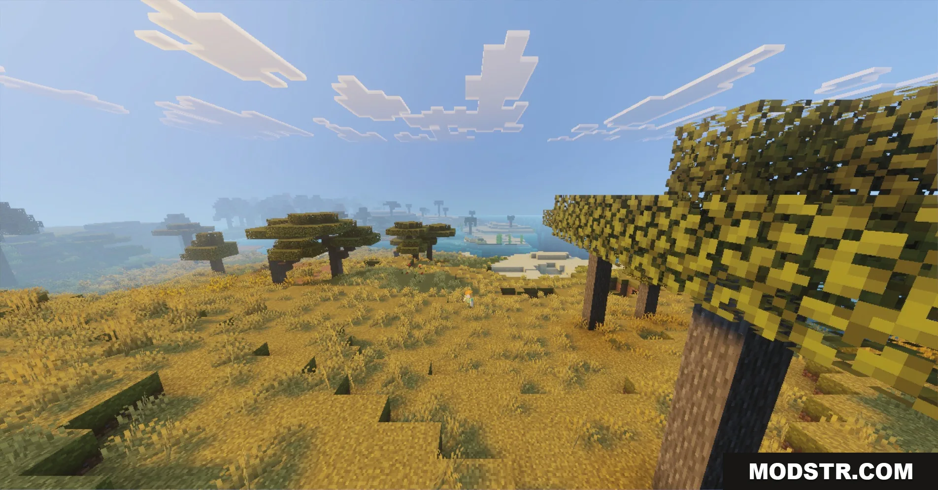 Acacia trees grow on a golden hill overlooking a calm blue river