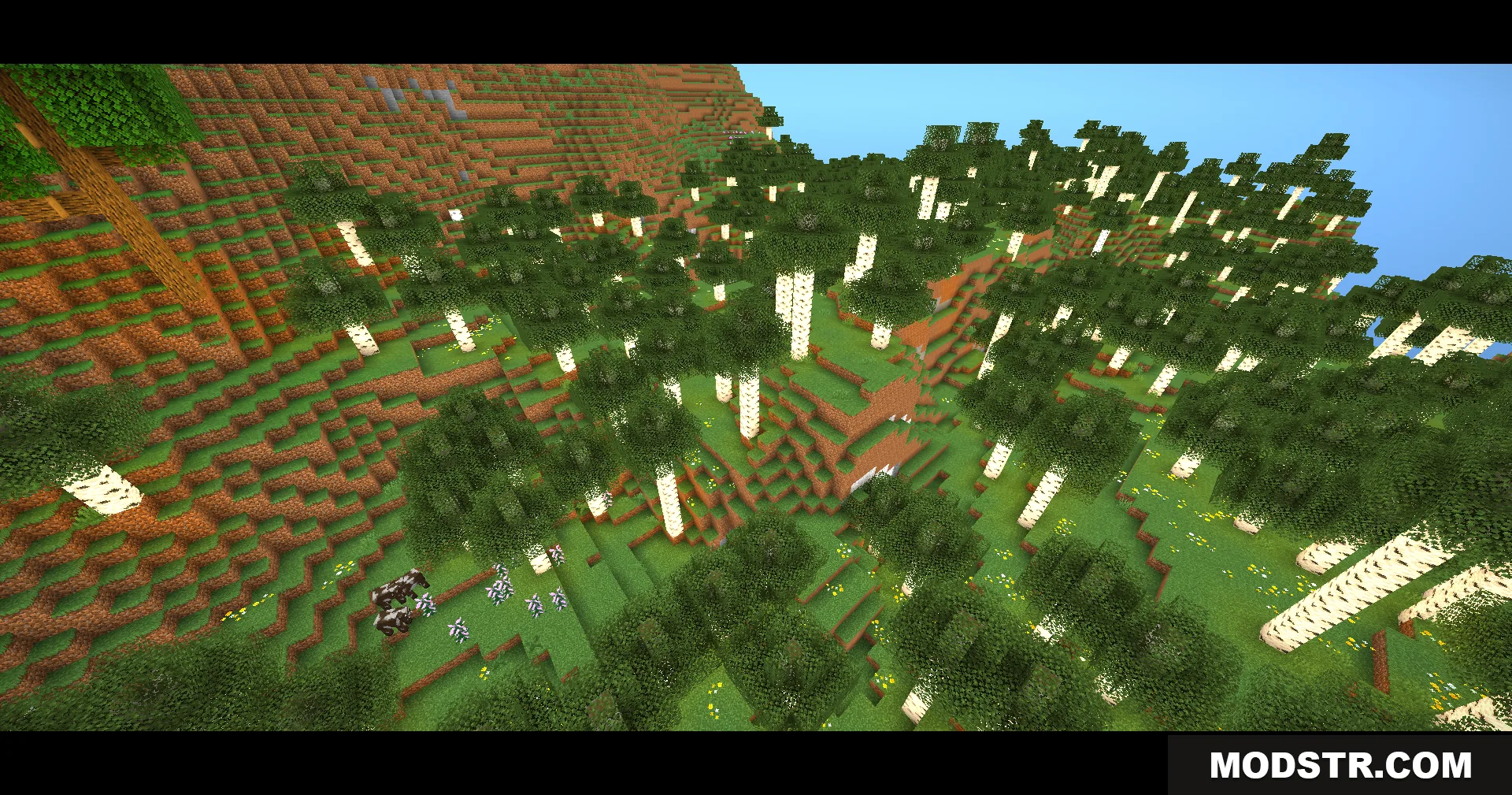 Cows grazing in a birch forest on a hillside with cinematic bars