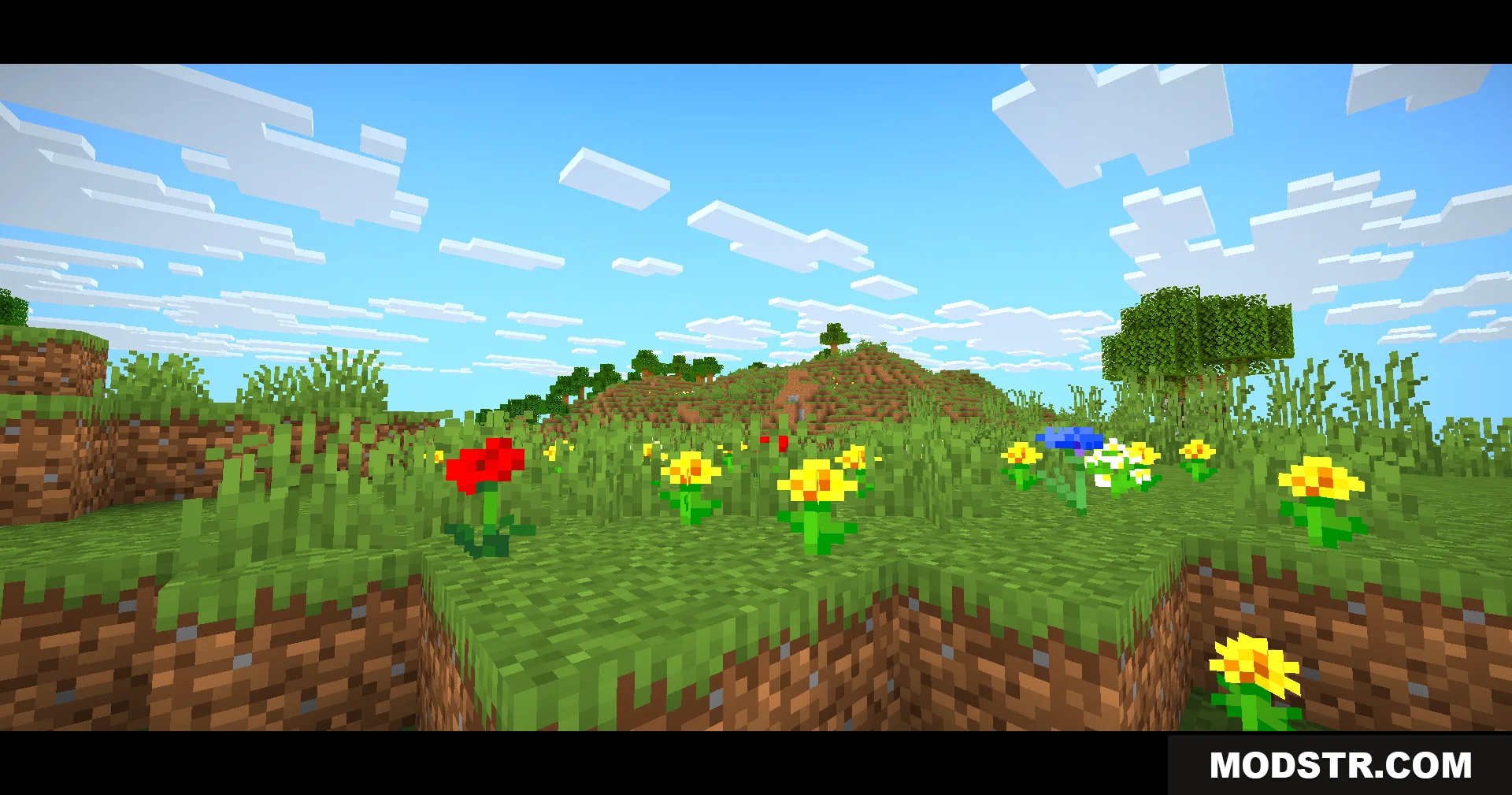 Colorful flowers blooming in a grassy field with cinematic black bars