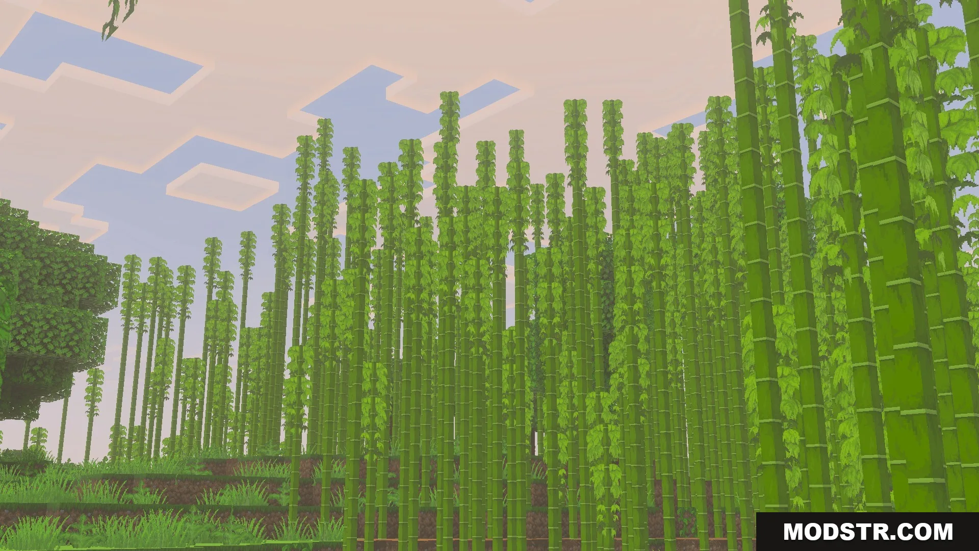 Tall green bamboo stalks in a dense forest with high resolution textures