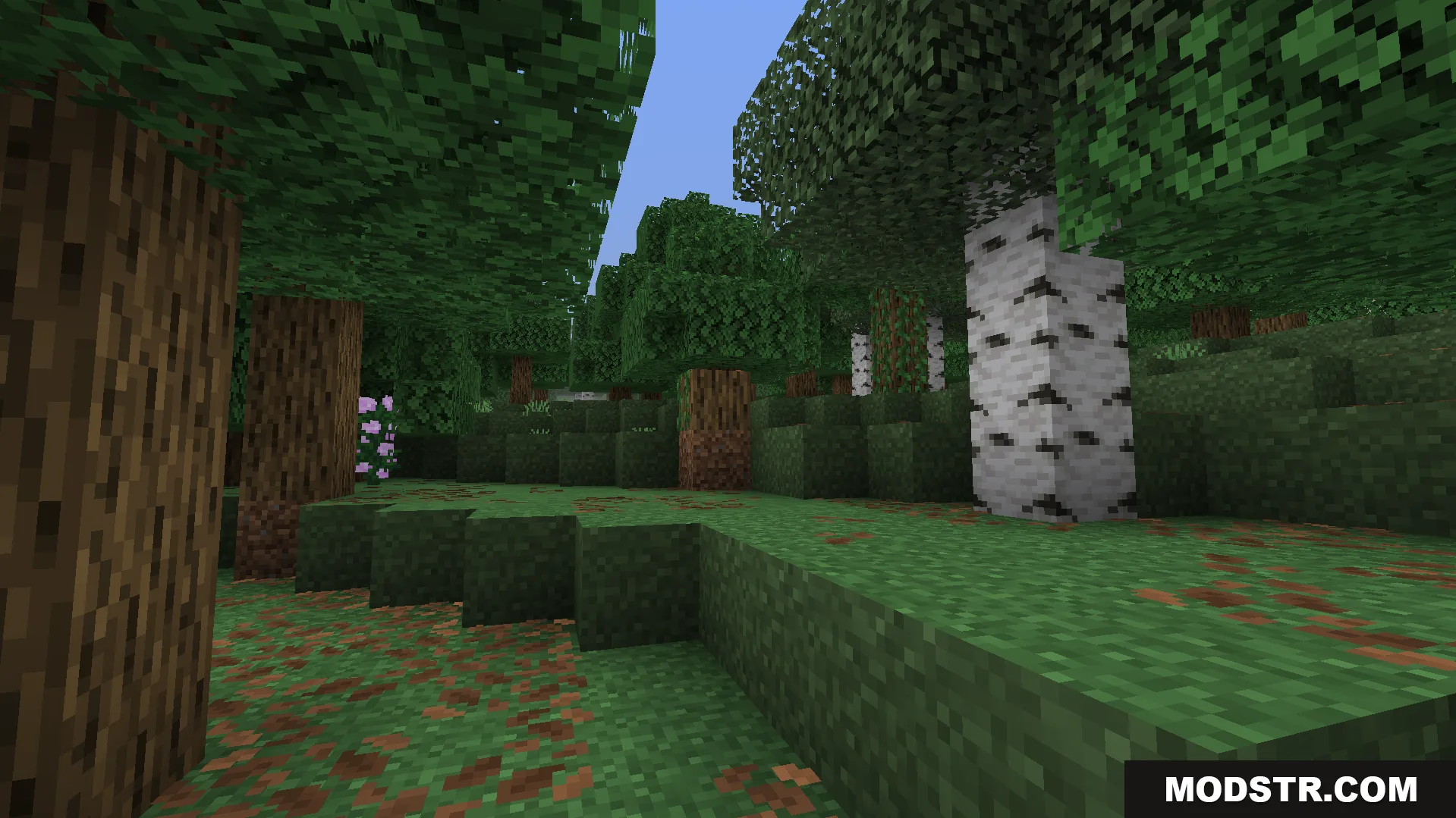 Feather FPS Boost Addon Screenshot 6 Forest scene in Minecraft with optimized graphics to improve frame rates