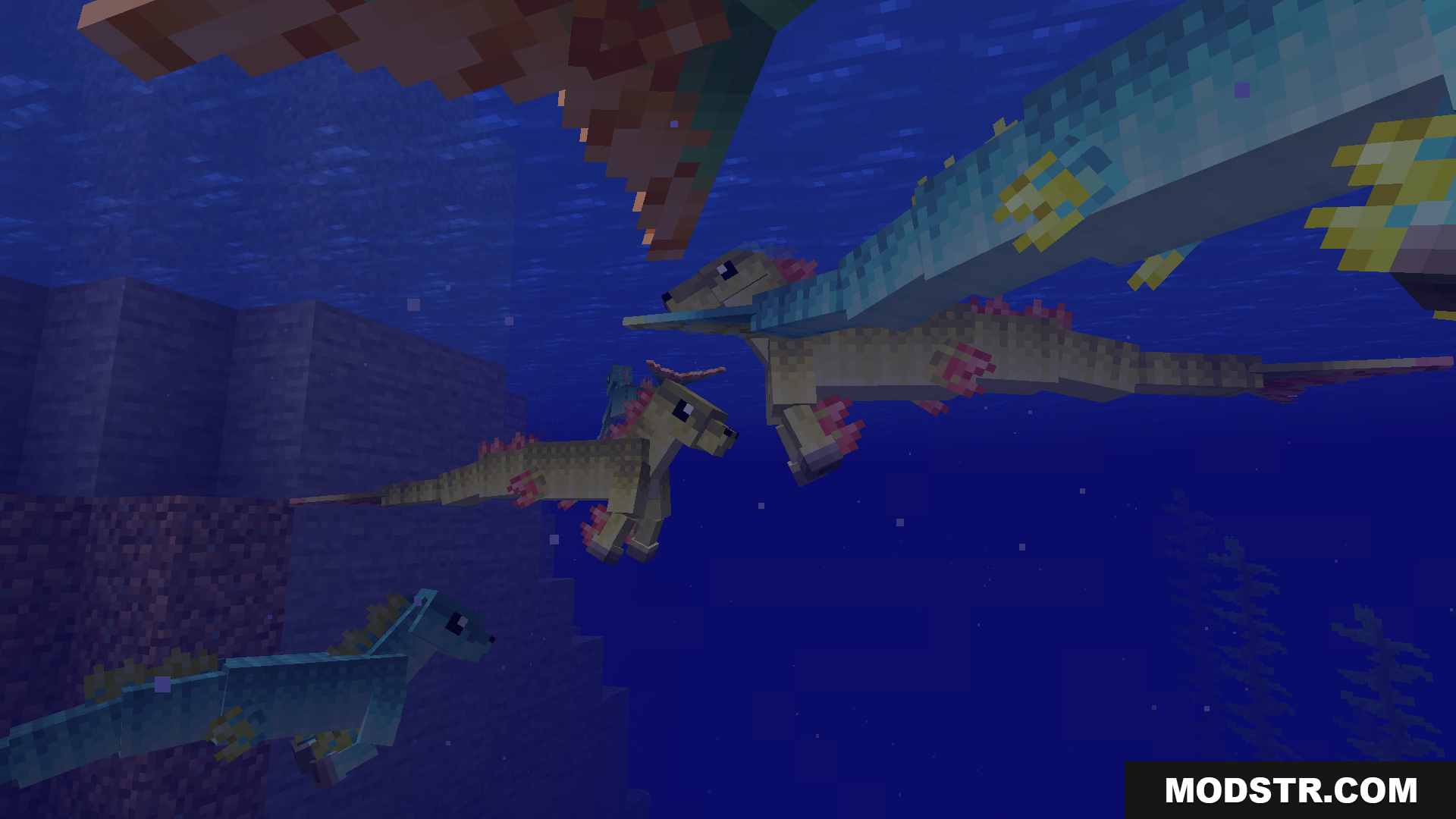 A family of hippocampus mobs swimming in the ocean