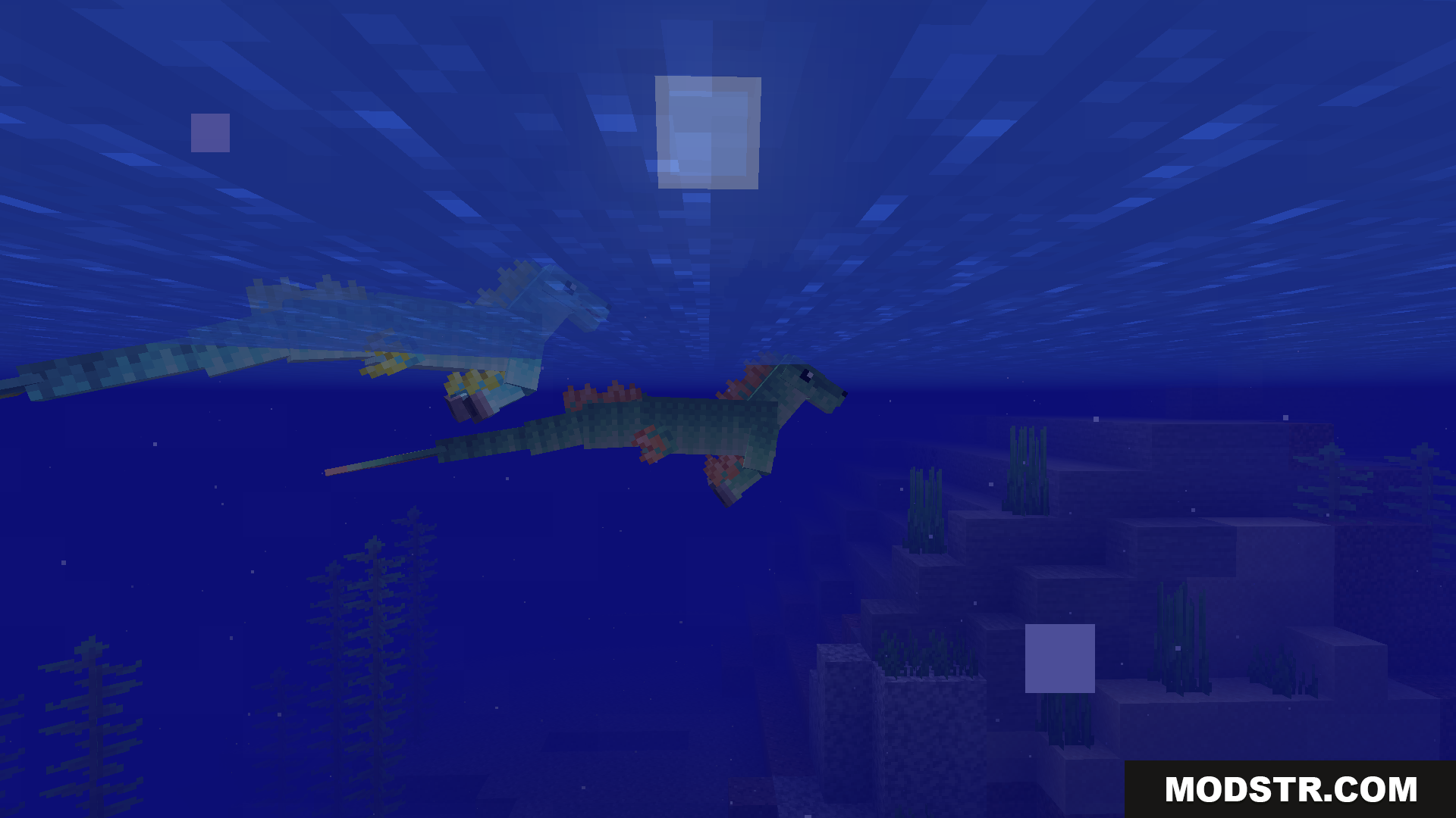 Two hippocampus swimming naturally deep under the water