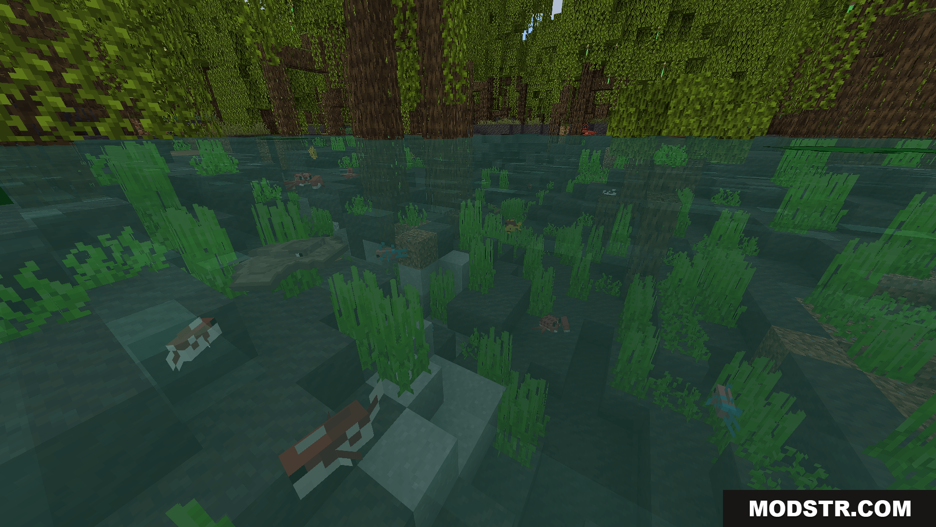 A mangrove swamp biome featuring various fish swimming underwater