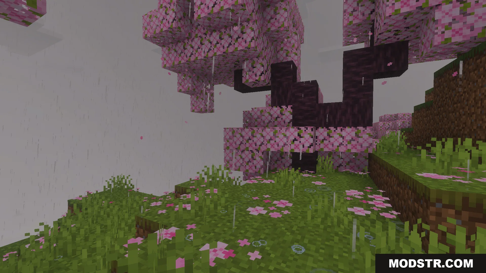 Wind driven rain and water drip particles under cherry blossom tree leaves