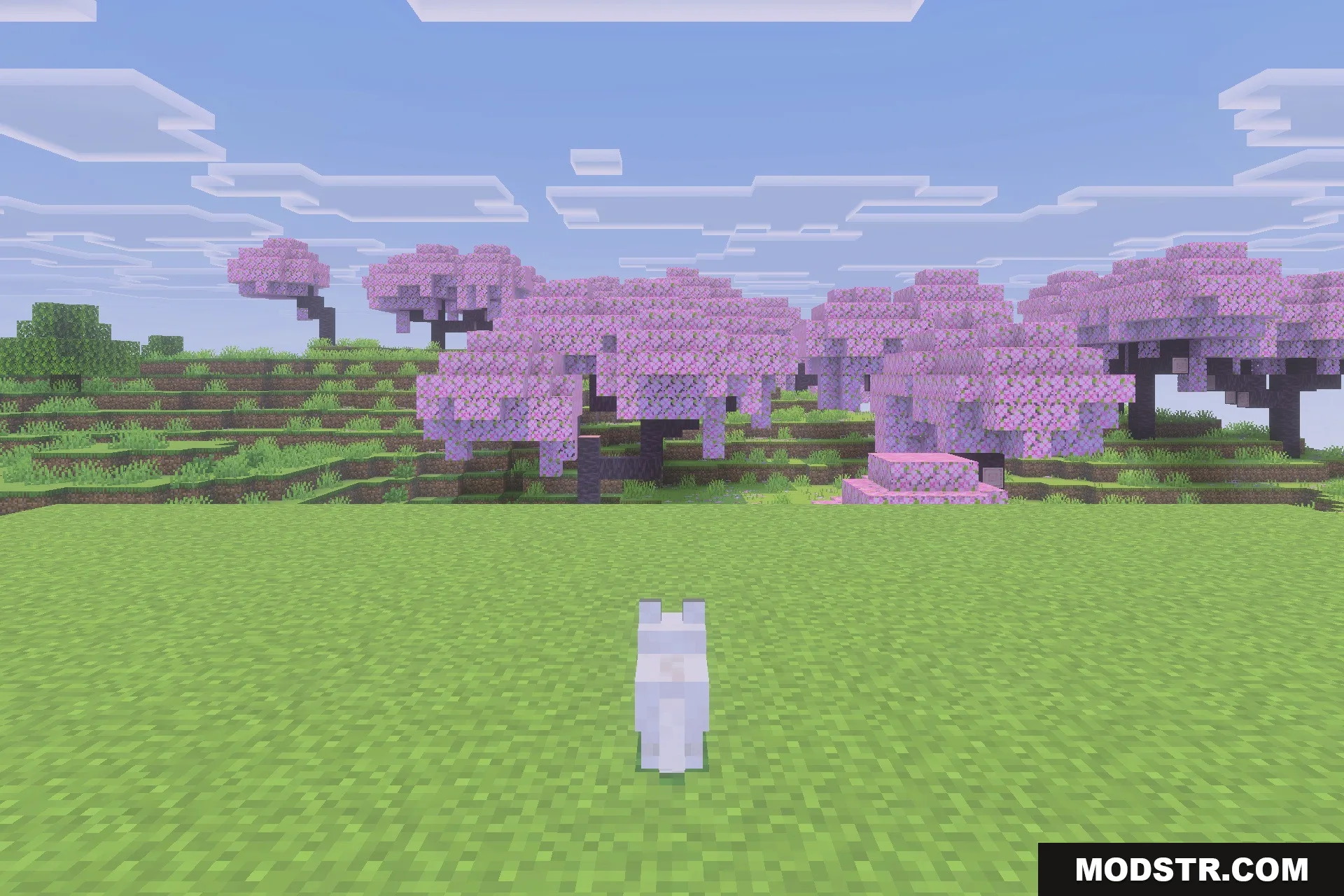 Immortal Dogs Addon Screenshot 5 A white wolf sits peacefully in a field with cherry blossom trees
