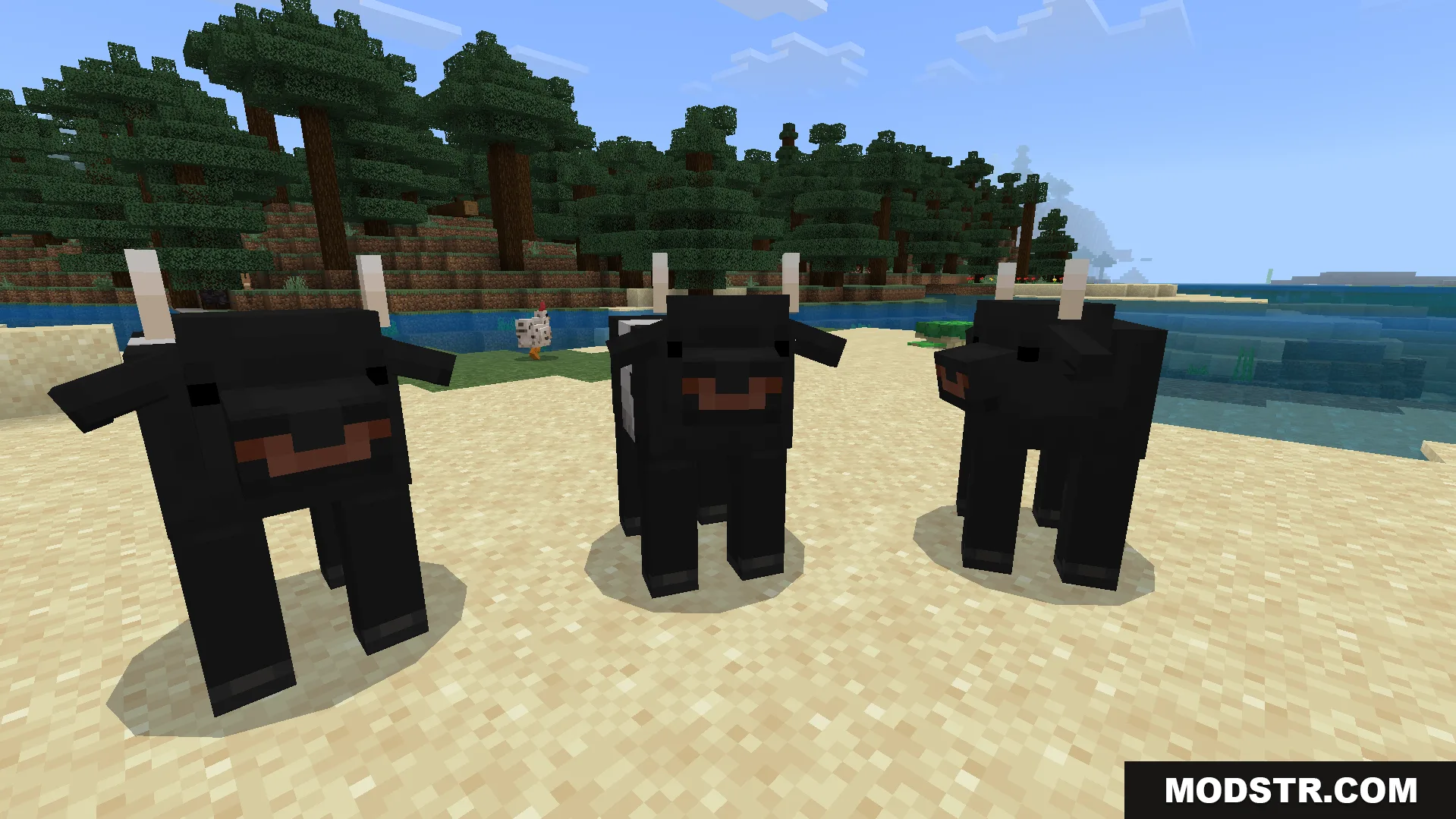Three black cows with horns standing on a sandy beach near the water