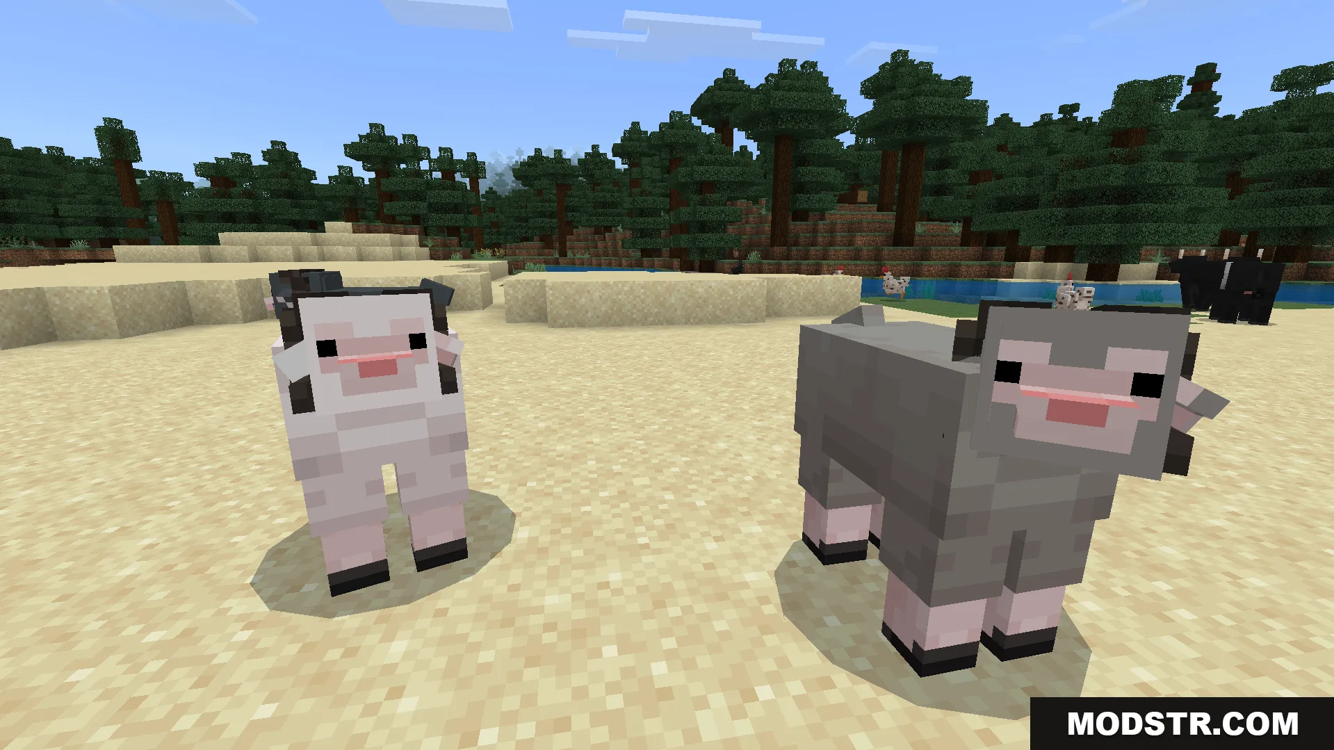 Two sheep with big black horns and pink noses standing on the sand