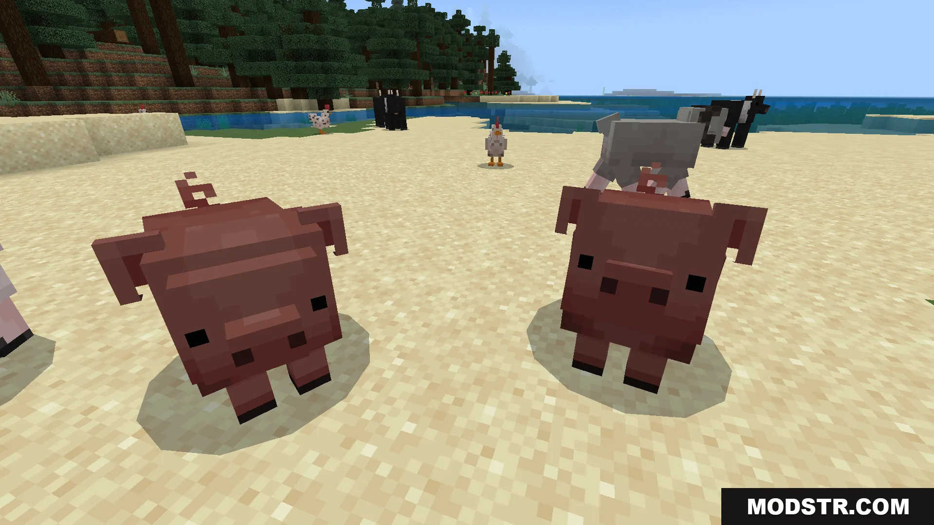 Two pigs with floppy ears from JellyJams Texture Pack on a beach