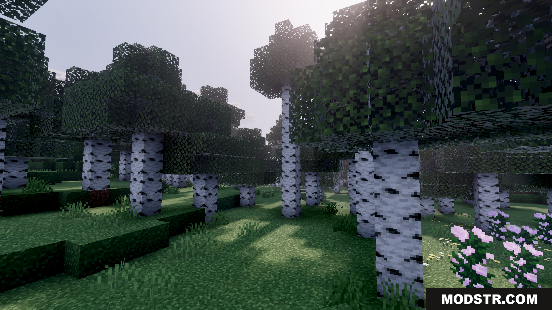 Klash Visuals Deferred PBR Texture Pack Screenshot 3 bright sunlight shining through birch forest trees with high definition shadows