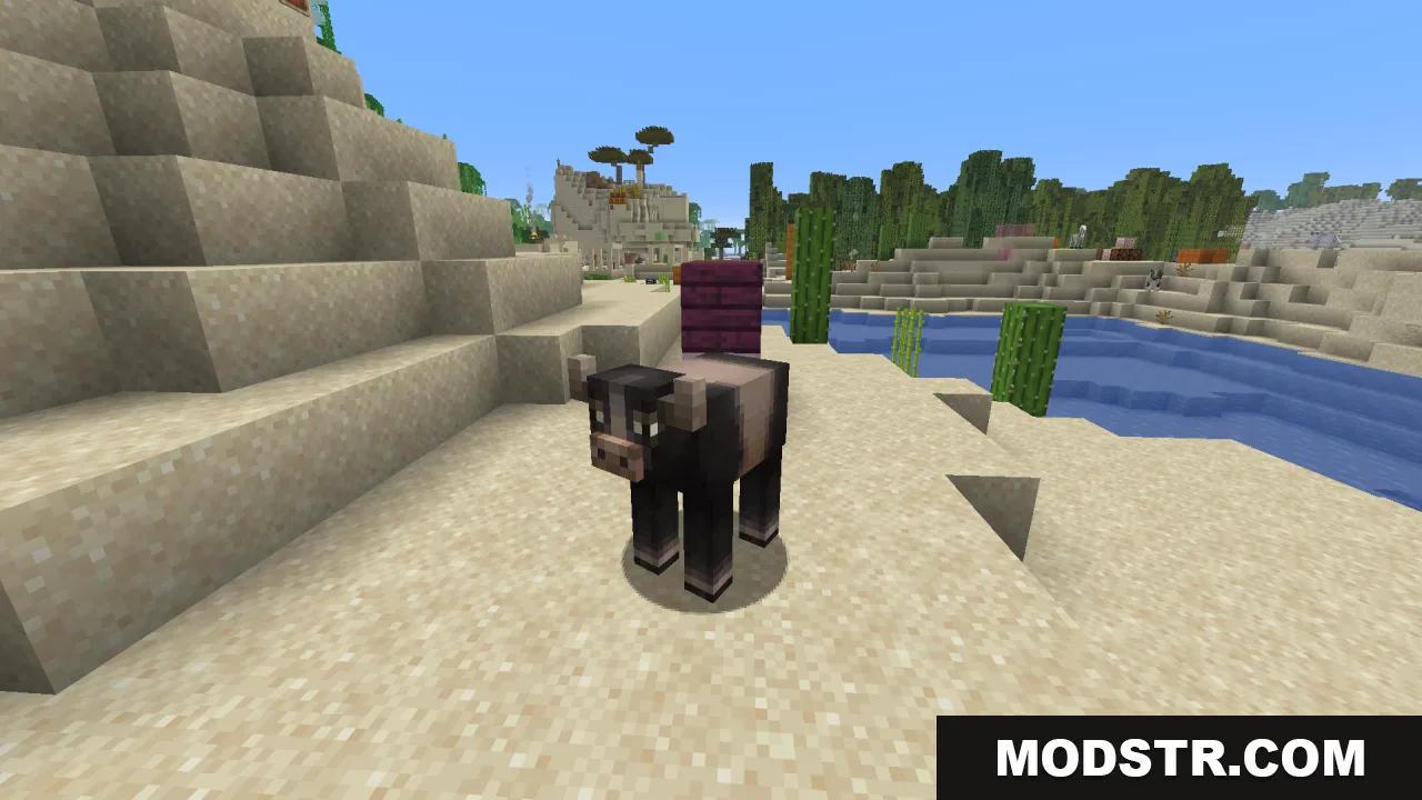 A dark cow variant with a tan stripe standing on the sand