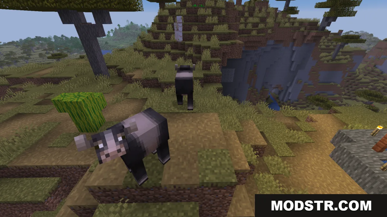 Dark cow variants wandering through a savanna biome with a llama nearby