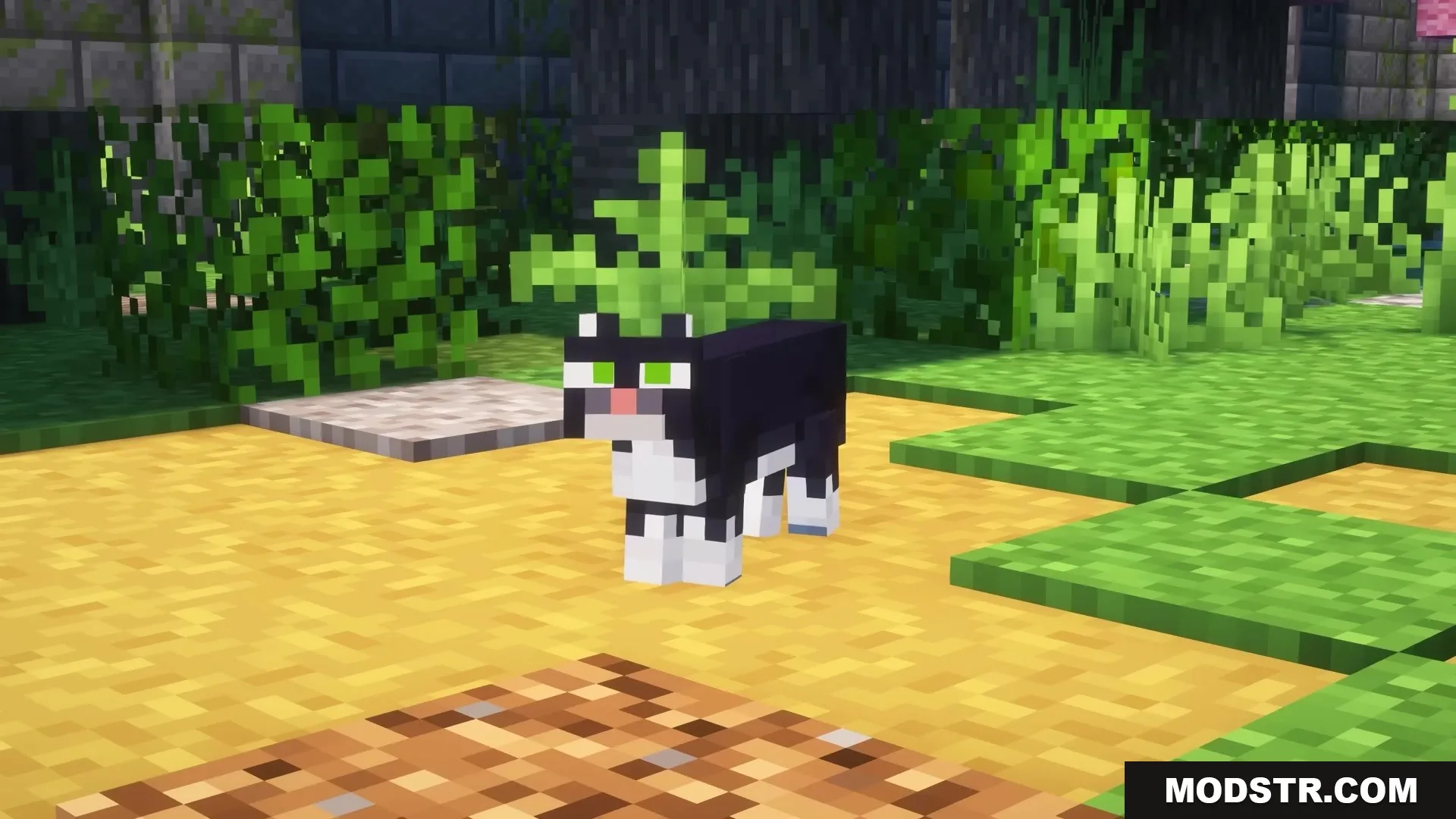 Morphling Mod Screenshot 6 A black and white tuxedo cat stands on a sandy path near bushes
