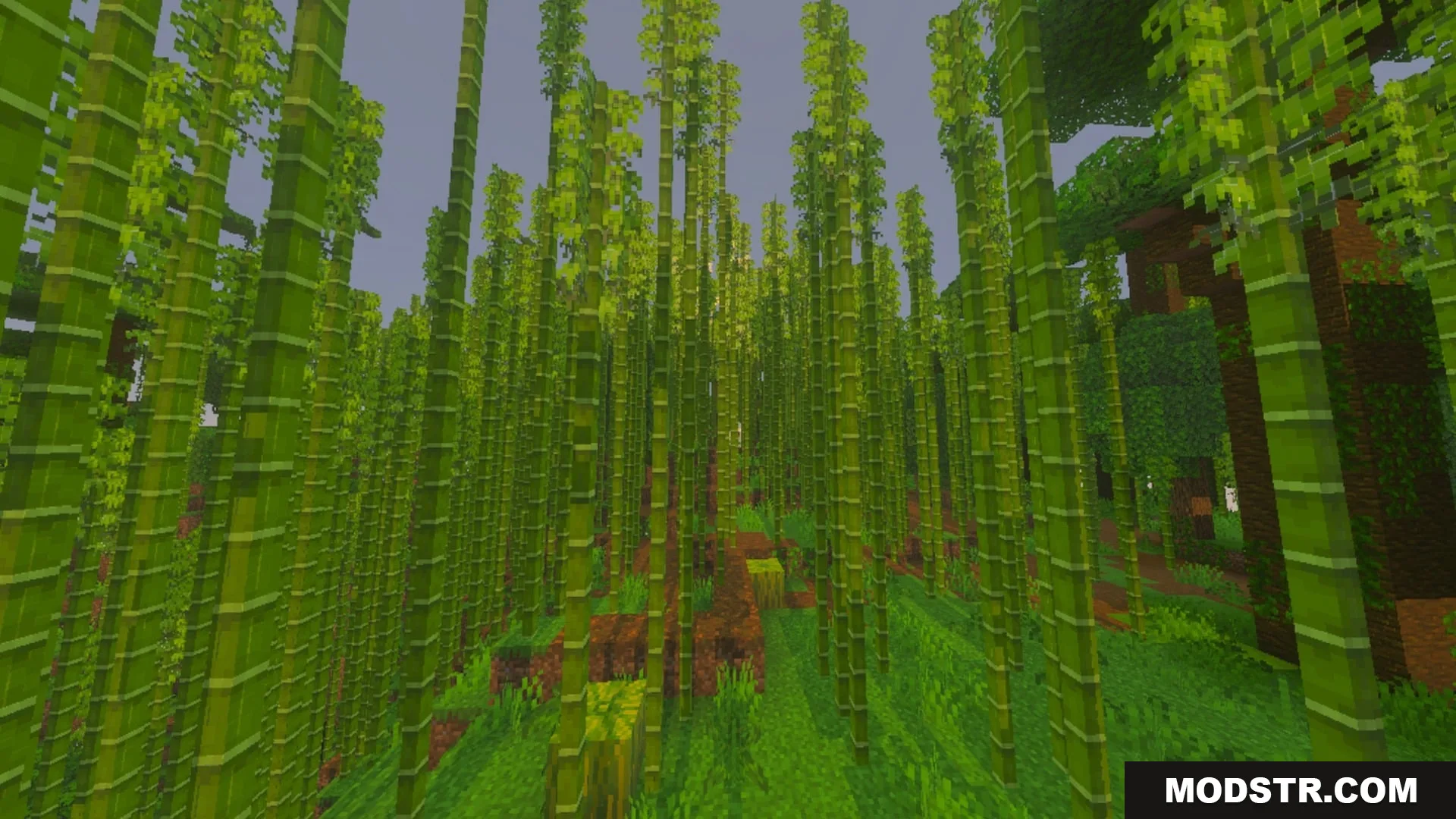 Pixie - Vibrant Visual PBR Shader Screenshot 8 Tall bamboo stalks growing densely in a vibrant green jungle biome