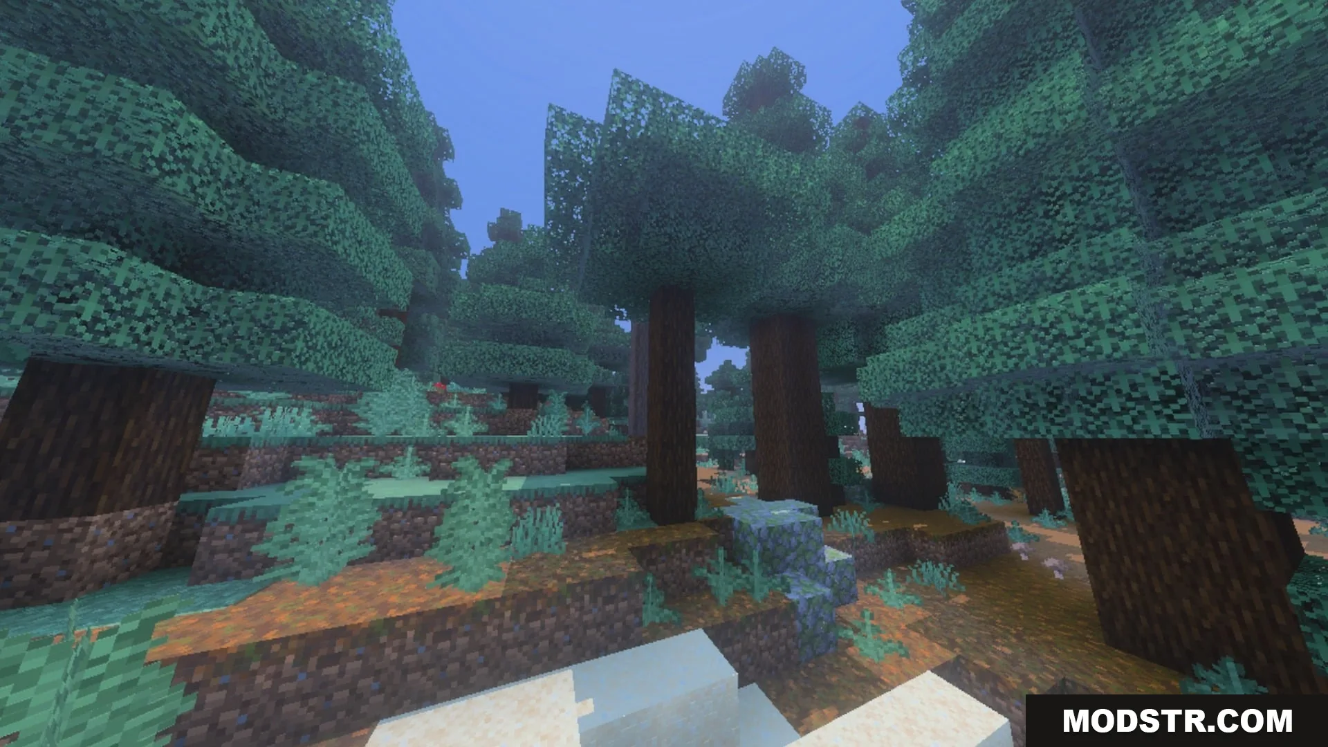 Pixie - Vibrant Visual PBR Shader Screenshot 7 A dense spruce forest with tall trees and lush ferns on the ground
