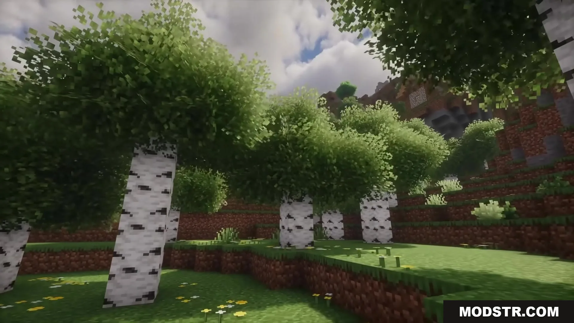 Lush birch forest with bushy leaves and yellow flowers on a hillside
