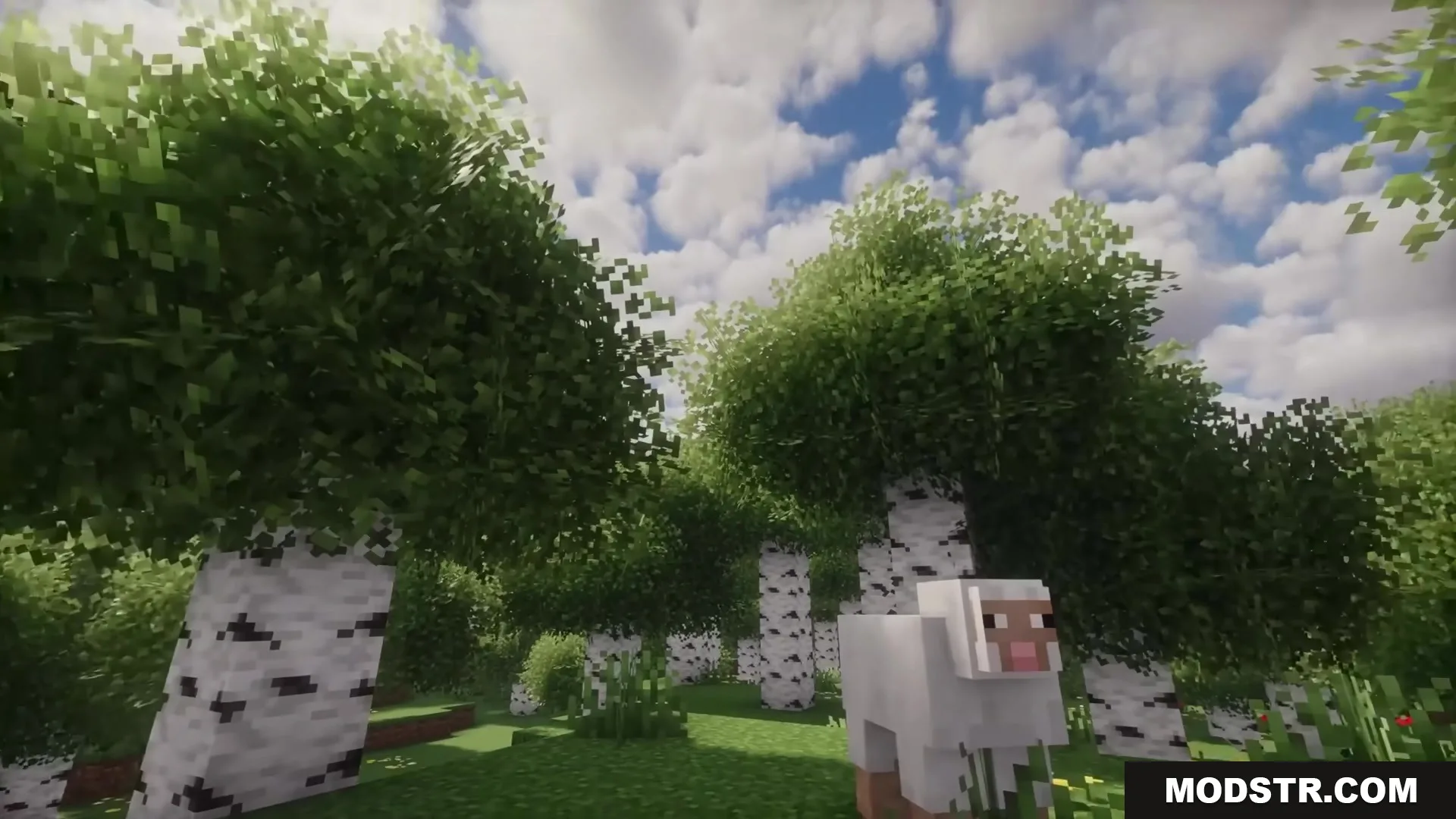A white sheep stands in a birch forest with dense bushy leaves