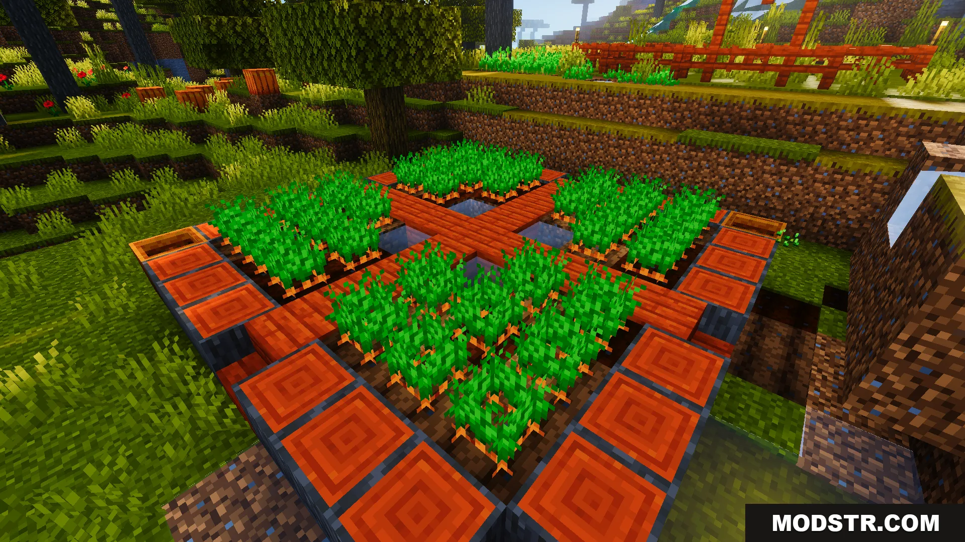 Ready Crops Plus Texture Pack Screenshot 2 Fully grown carrots in a farm showing the shiny animation for harvest