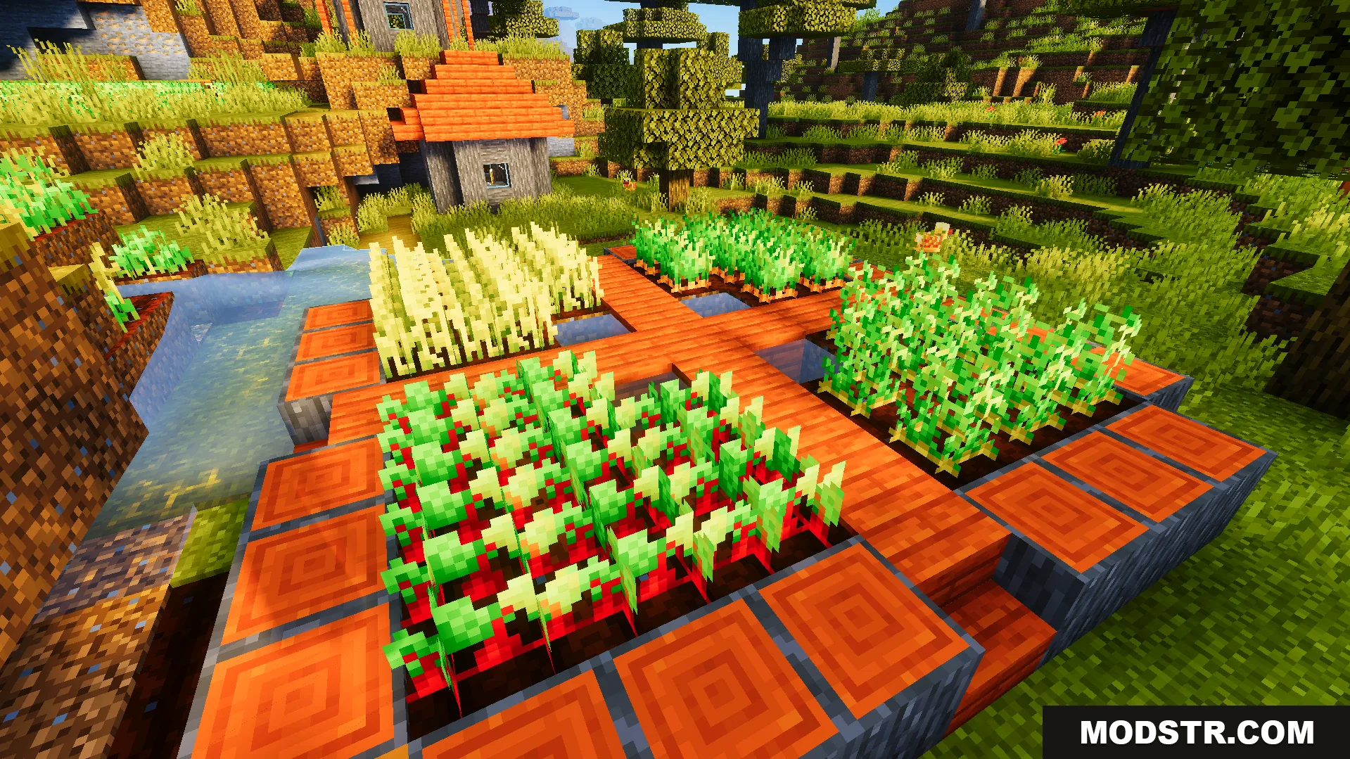 Ready Crops Plus Texture Pack Screenshot 4 Mature wheat carrots potatoes and beetroots glowing in a farm near a house