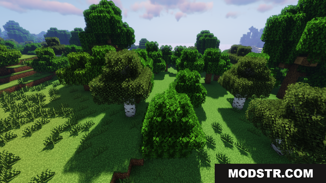 Birch and oak trees featuring thick foliage in a green forest