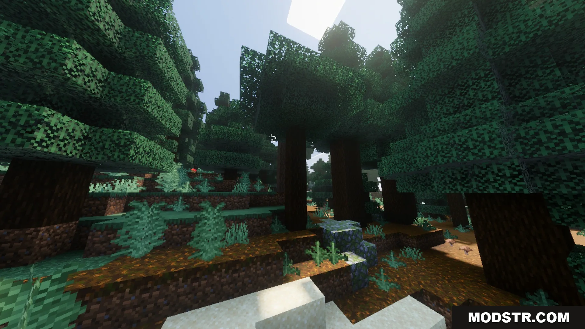Vibrant Legacy L Espace Shader Screenshot 8 Sunlight shines through tall spruce trees in a dense and shadowy forest biome