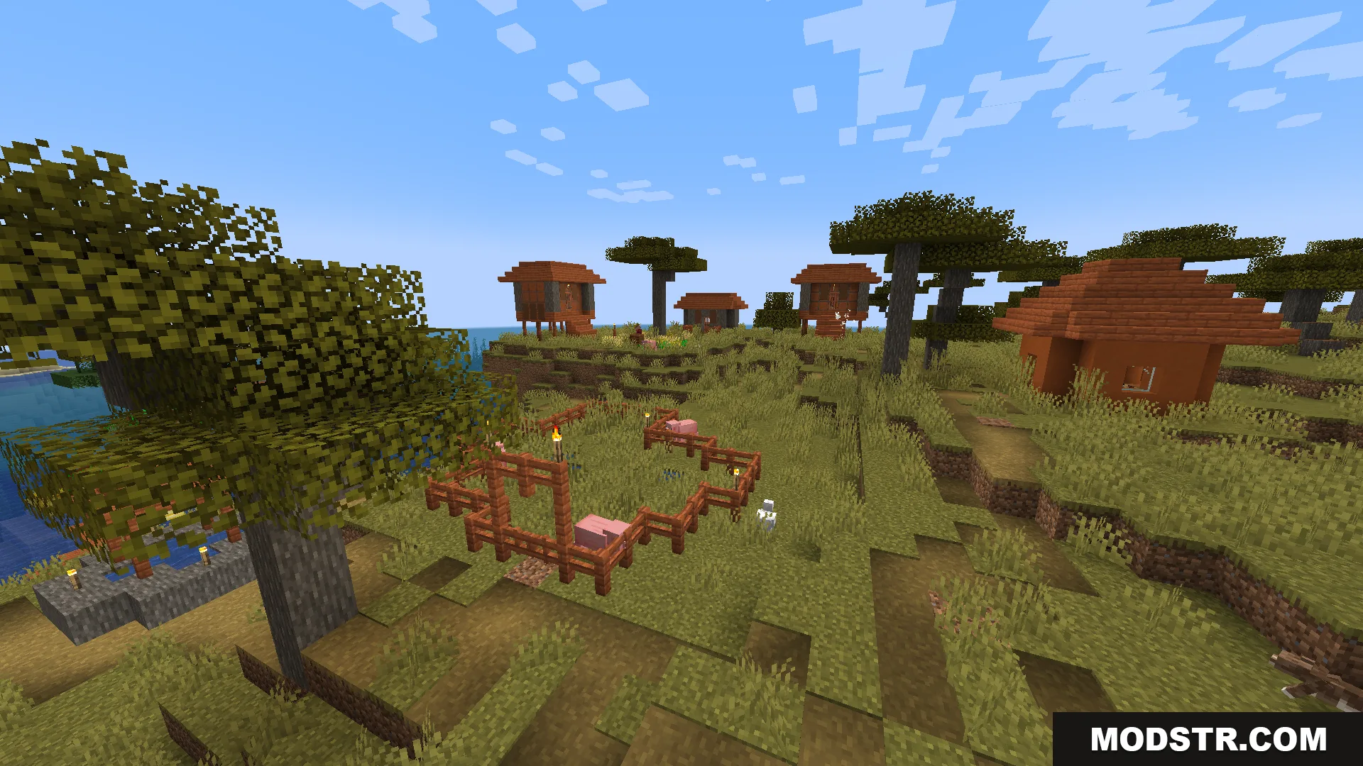 Pigs roam inside a fenced enclosure surrounded by acacia trees and houses