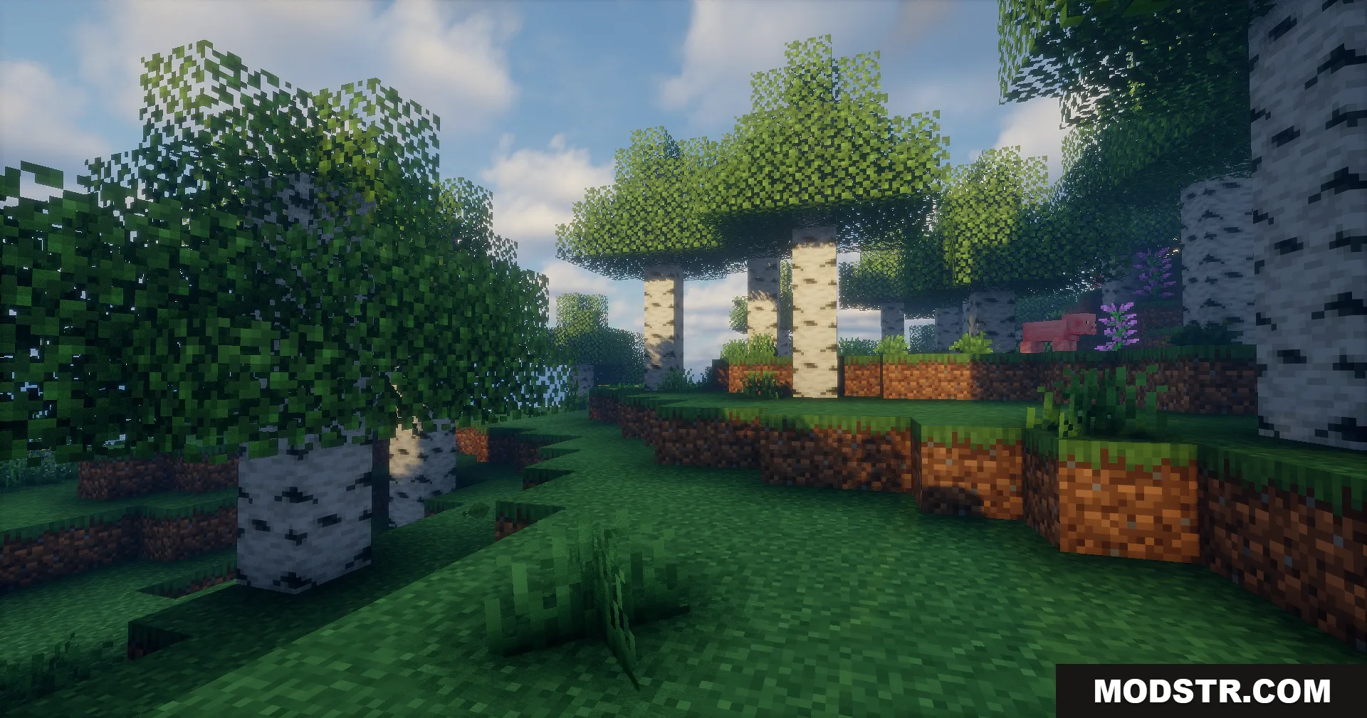 Sunlight filters through birch trees in a lush forest with realistic lighting effects